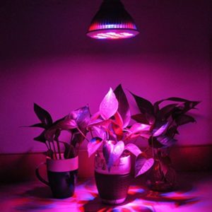 Review of the Nutcracker eggplant variety: advantages and disadvantages, nuances of growing