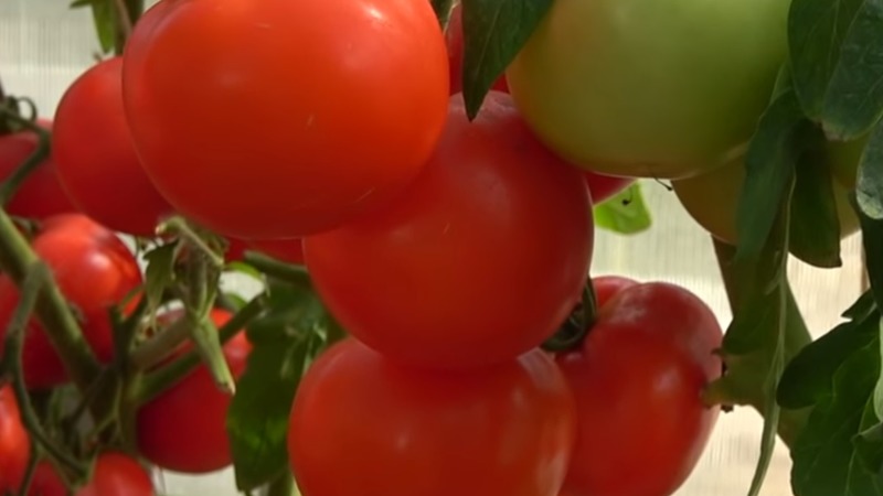 One of the best early ripening and unpretentious varieties - tomato Lyubasha f1: yield and characteristics