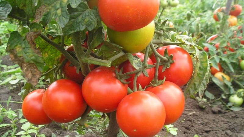 One of the best early ripening and unpretentious varieties - tomato Lyubasha f1: yield and characteristics