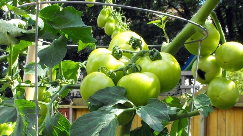 One of the best early ripening and unpretentious varieties - tomato Lyubasha f1: yield and characteristics