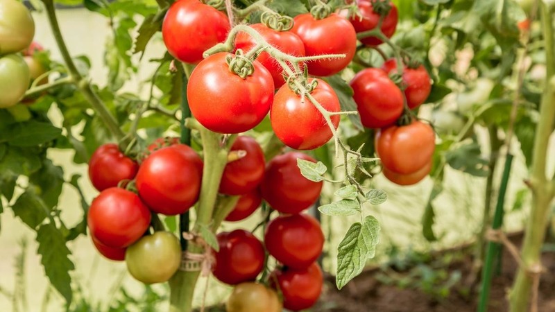 One of the best early ripening and unpretentious varieties - tomato Lyubasha f1: yield and characteristics