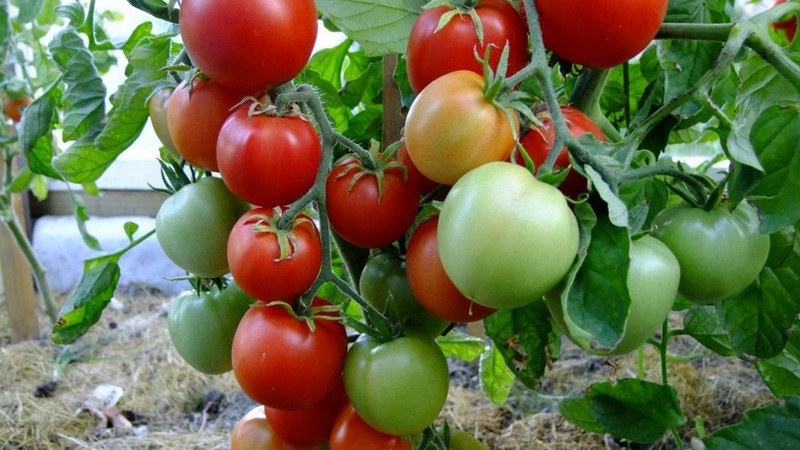One of the best early ripening and unpretentious varieties - tomato Lyubasha f1: yield and characteristics