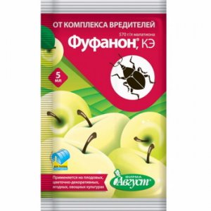 How is Chamomile melon different from other varieties and is it worth growing