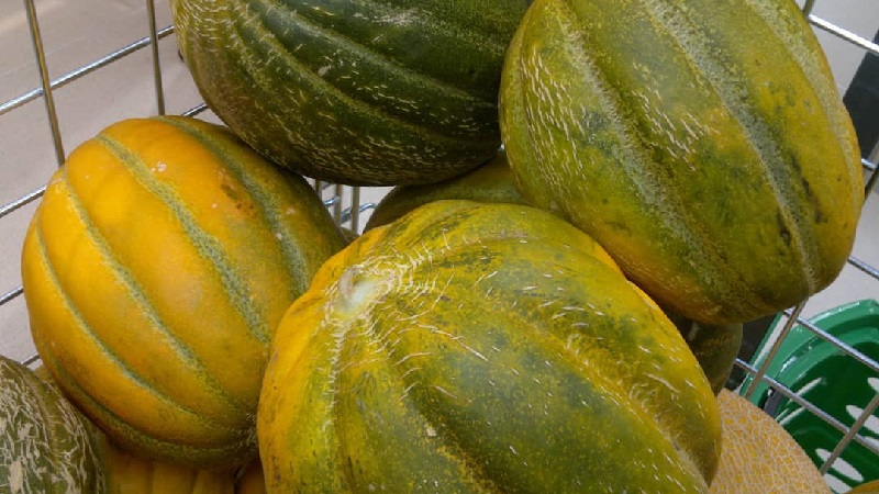 How does Chamomile melon differ from other varieties and is it worth growing