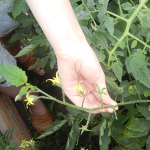 Why tomatoes in a greenhouse fatten and what to do if this happens: a guide to action and useful tips