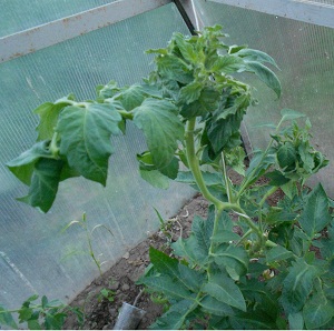 Why tomatoes in a greenhouse fatten and what to do if this happens: a guide to action and useful tips