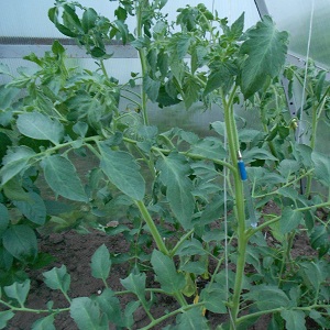 Why tomatoes in a greenhouse fatten and what to do if this happens: a guide to action and useful tips