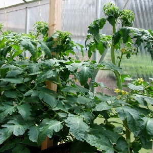 Why tomatoes in a greenhouse fatten and what to do if this happens: a guide to action and useful tips