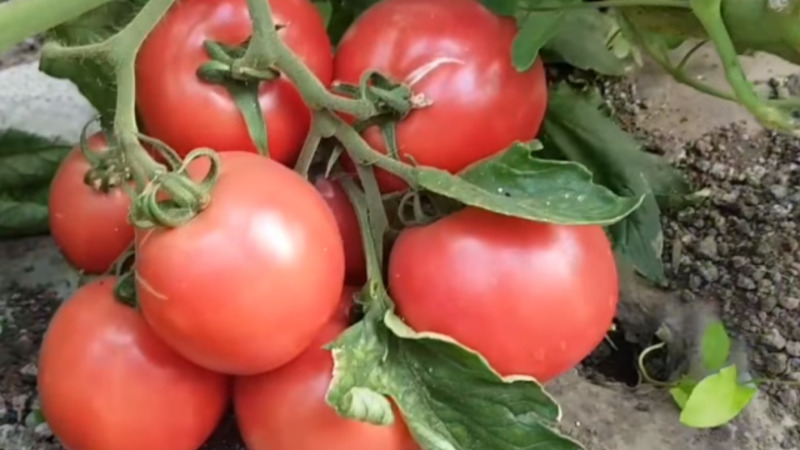 Early maturing, undersized, pink tomato variety Pink bush f1