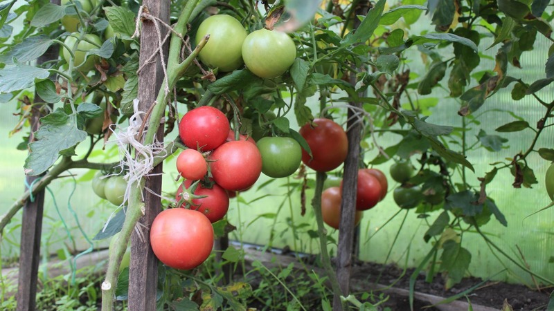 Early maturing, undersized, pink tomato variety Pink bush f1