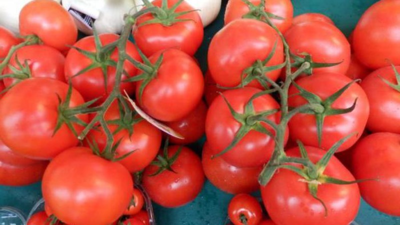 Early ripe, undersized, pink tomato variety Pink bush f1