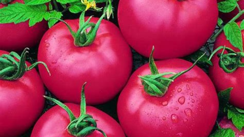 Early maturing, undersized, pink tomato variety Pink bush f1