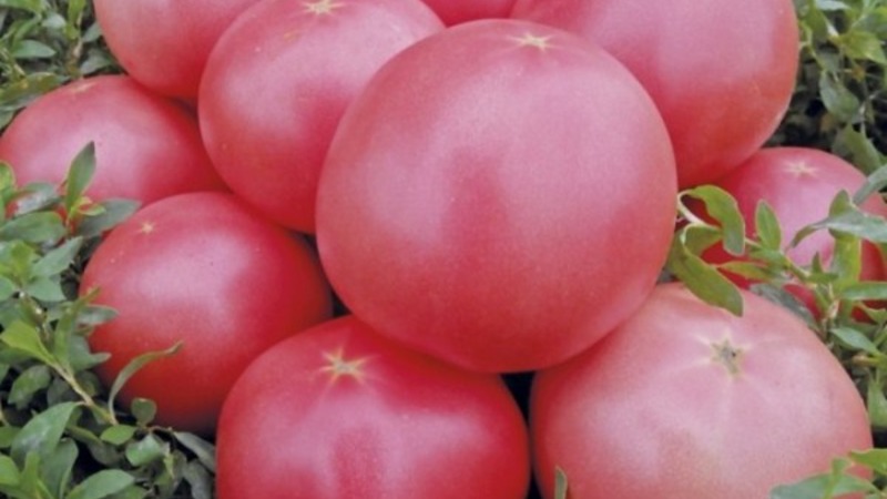 Early maturing, undersized, pink tomato variety Pink bush f1