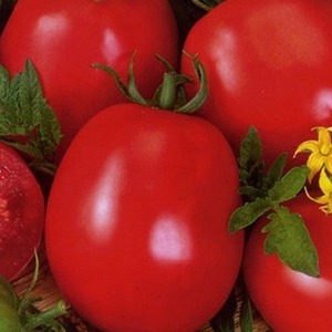 Universal, productive, early ripening and so beloved by summer residents tomato Siberian miracle