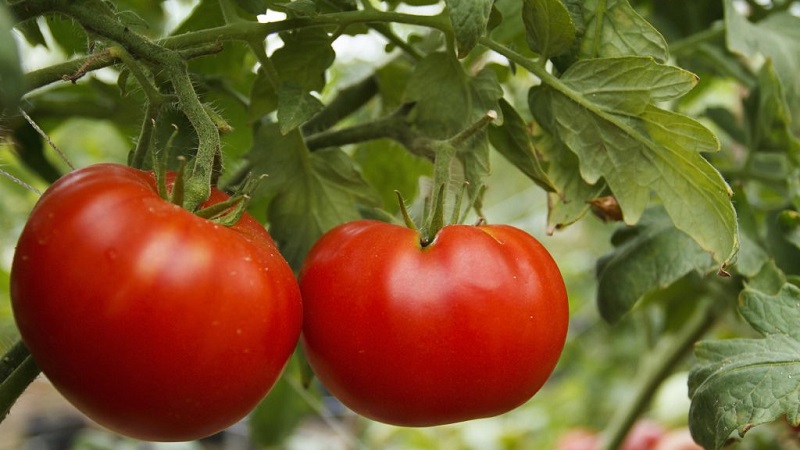 Universal, productive, early ripening and so beloved by summer residents tomato Siberian miracle