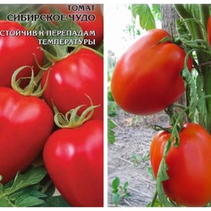 Universal, productive, early ripening and so beloved by summer residents tomato Siberian miracle