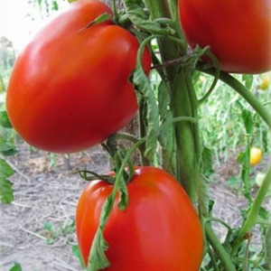 Universal, productive, early ripening and so beloved by summer residents tomato Siberian miracle
