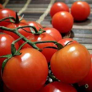 Tomato Ogorodnik review: advantages and disadvantages, growing conditions and characteristics of the finished crop