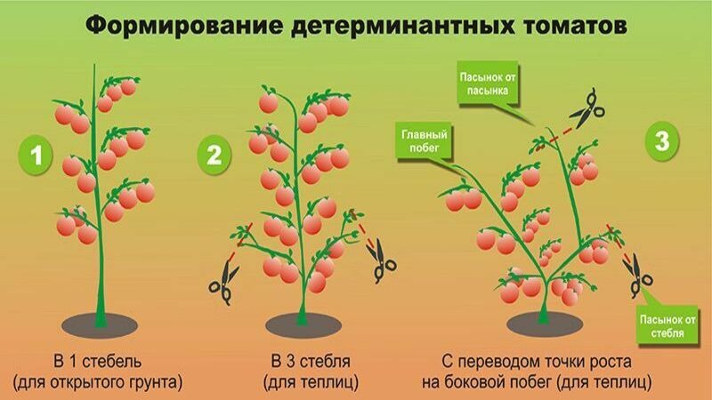 Tomato Ogorodnik review: advantages and disadvantages, growing conditions and characteristics of the finished crop