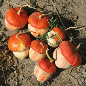 What does the decorative turban pumpkin Red Riding Hood look like and why grow it?