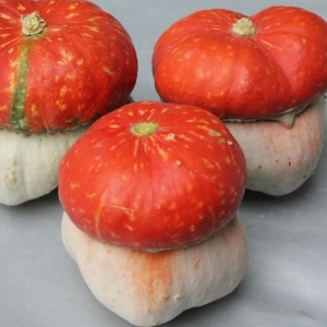 What does the decorative turban-shaped pumpkin Little Red Riding Hood look like and why grow it?