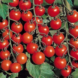 A favorite of vegetable growers, a variety donated by Russian breeders - tomato Olya F1