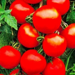 A favorite of vegetable growers, a variety donated by Russian breeders - tomato Olya F1
