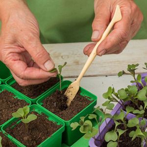 High yield at minimal cost - tomato Spasskaya Tower f1: gardeners' reviews and growing secrets