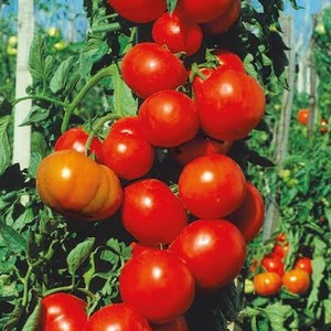 High yield at minimal cost - tomato Spasskaya Tower f1: reviews of gardeners and growing secrets