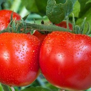 High yield at minimal cost - tomato Spasskaya Tower f1: reviews of gardeners and growing secrets