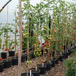 High yield at minimal cost - tomato Spasskaya Tower f1: reviews of gardeners and growing secrets
