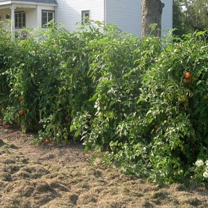 High yield at minimal cost - tomato Spasskaya Tower f1: gardeners' reviews and growing secrets