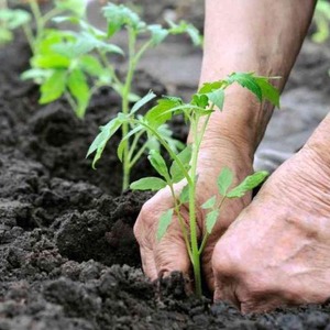 High yield at minimal cost - tomato Spasskaya Tower f1: reviews of gardeners and growing secrets