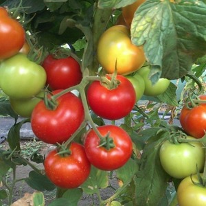 Ideal for cool climates, but still yielding a rich harvest tomato Martha F1