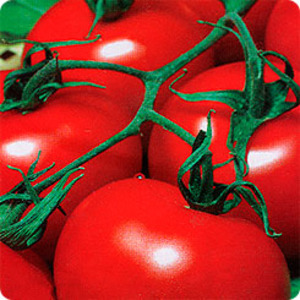 Ideal for cool climates, but still yielding a rich harvest tomato Martha F1