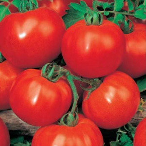 Ideal for cool climates, but still yielding a rich harvest tomato Martha F1
