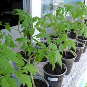 Ideal for cool climates, but still yielding a rich harvest tomato Martha F1