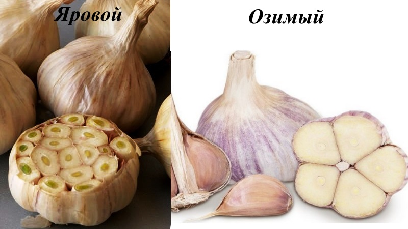 What determines the yield of garlic and how to increase it: advice from experienced farmers and the nuances of growing