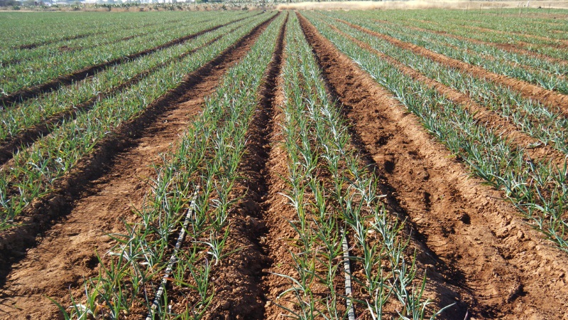 What determines the yield of garlic and how to increase it: advice from experienced farmers and the nuances of growing
