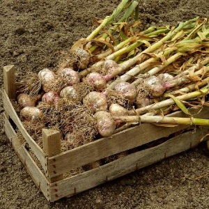What determines the yield of garlic and how to increase it: advice from experienced farmers and the nuances of growing