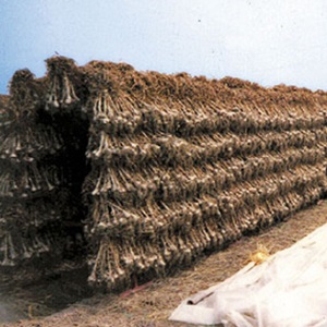 What determines the yield of garlic and how to increase it: advice from experienced farmers and the nuances of growing