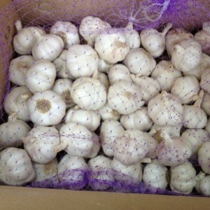 What determines the yield of garlic and how to increase it: advice from experienced farmers and the nuances of growing