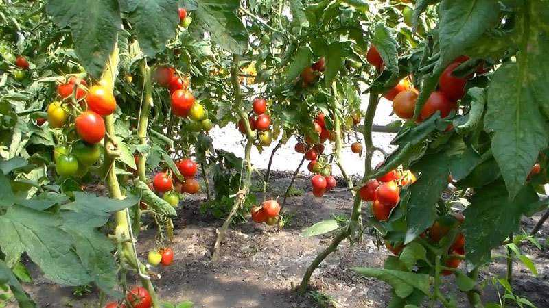 Hybrid variety from Japanese breeders - Pink Paradise tomato F1