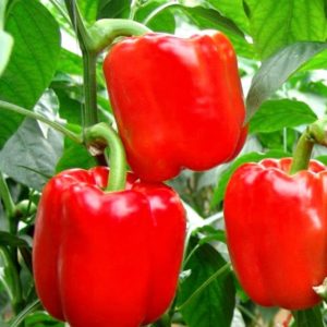 Sweet and juicy variety of Cholstyach pepper for greenhouses and open ground