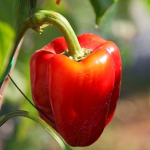Sweet and juicy variety of Cholstyach pepper for greenhouses and open ground