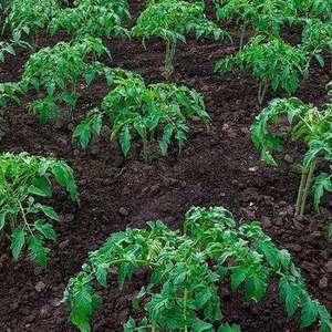 We grow from sowing to harvesting tomato Pink Miracle F1: reviews of farmers and practical recommendations