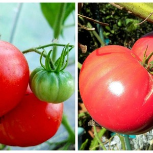 We grow from sowing to harvesting tomato Pink Miracle F1: reviews of farmers and practical recommendations