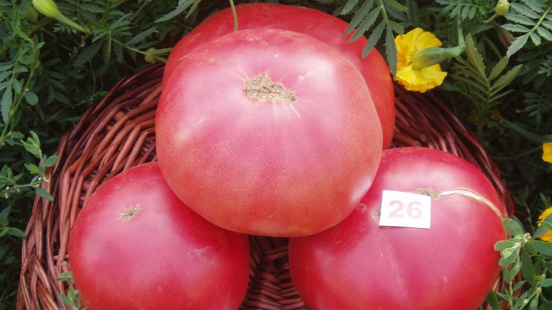 We grow from sowing to harvesting tomato Pink Miracle F1: reviews of farmers and practical recommendations