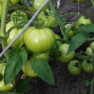 We grow from sowing to harvesting tomato Pink Miracle F1: reviews of farmers and practical recommendations