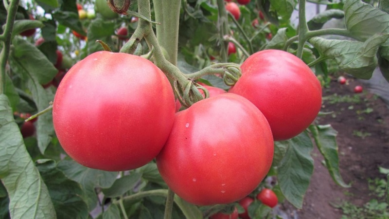 We grow from sowing to harvesting tomato Pink Miracle F1: reviews of farmers and practical recommendations